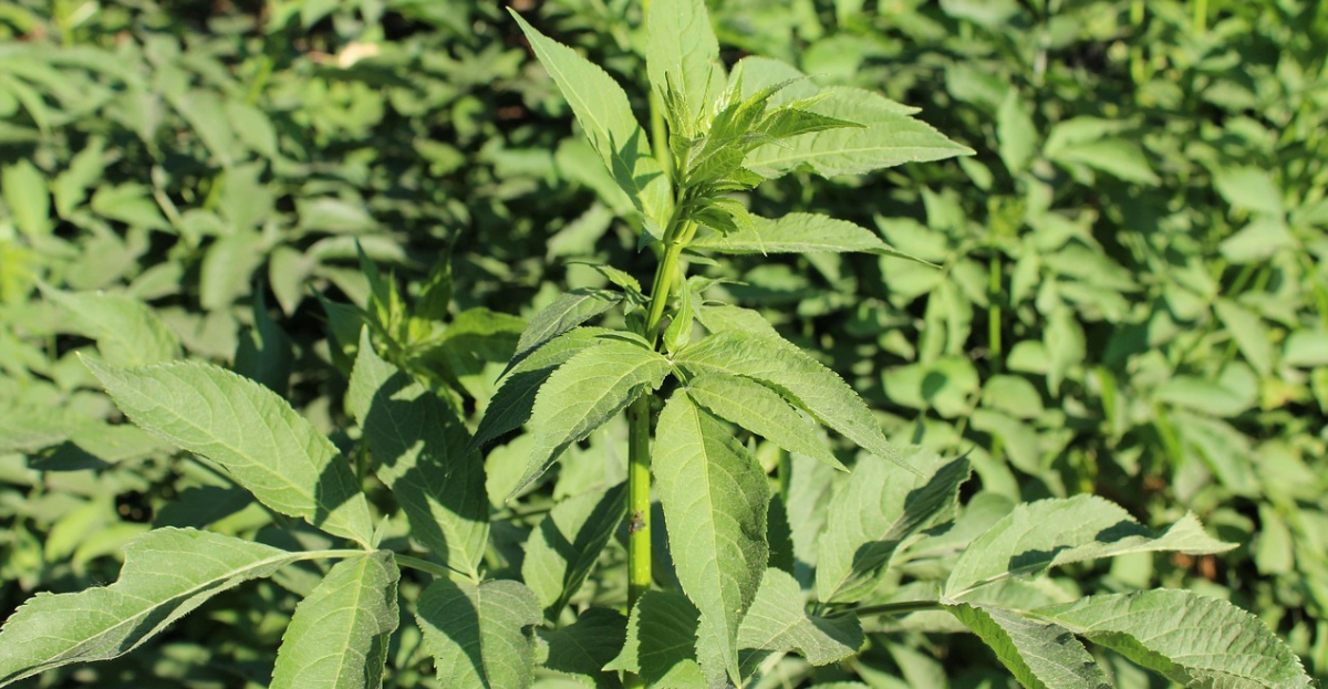 Ground Elder